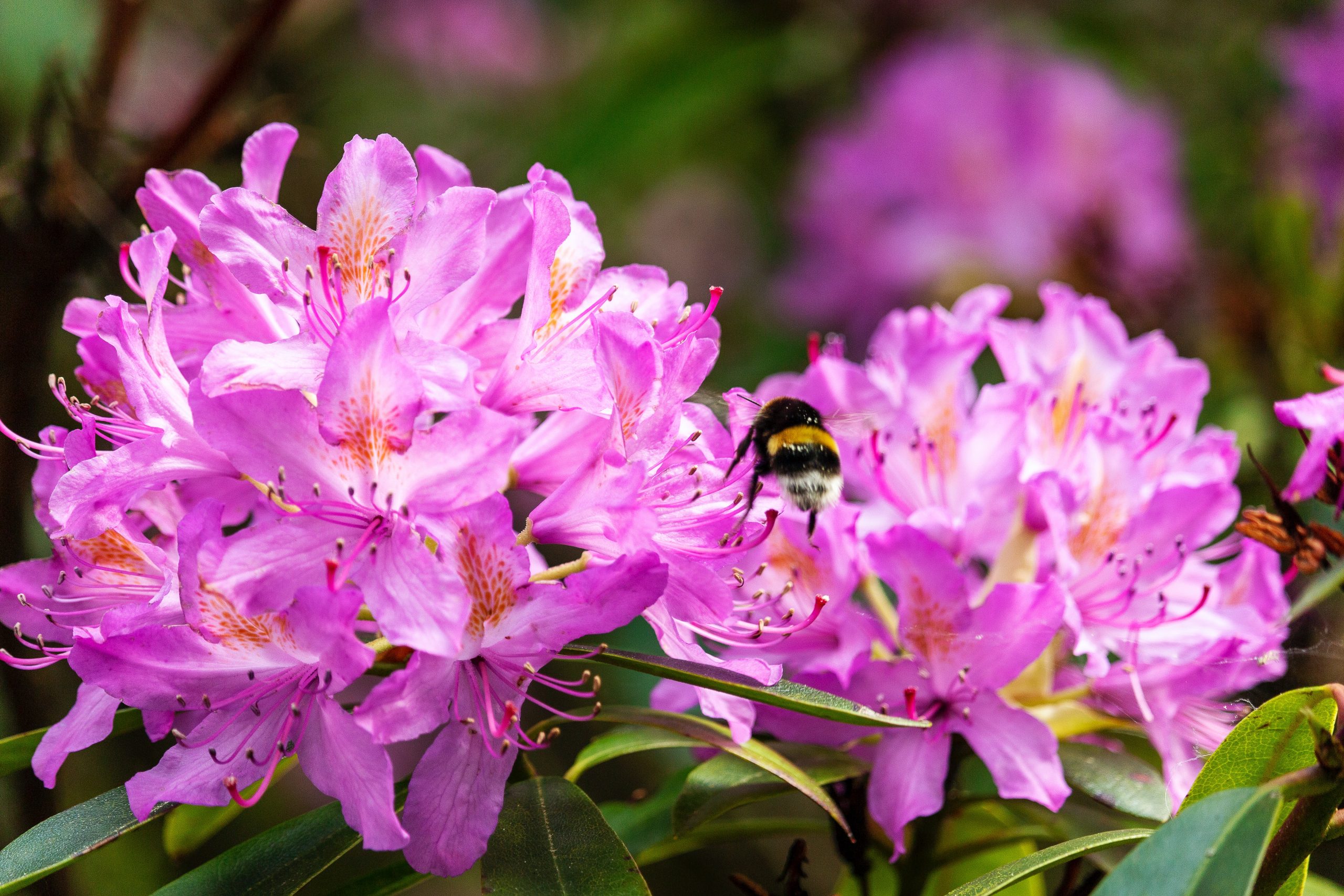 Rhododendron